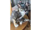 Adopt Mona a Domestic Short Hair