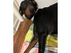 Adopt Courageous Kenzie Coco a Doberman Pinscher