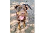 Adopt Star a Australian Cattle Dog / Blue Heeler, Redbone Coonhound