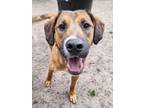 Adopt Rey a Redbone Coonhound, Black Mouth Cur