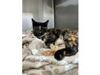 Adopt Mystery a Domestic Short Hair