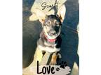 Adopt Scarlet a German Shepherd Dog