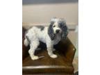 Adopt Sugar Puff a Miniature Poodle