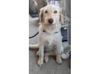 Adopt Melody a Labradoodle