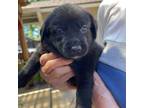 Adopt Suzie Q a Black Labrador Retriever, German Shepherd Dog