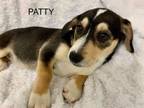 Adopt PATTY a Jack Russell Terrier, Beagle