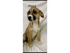 Adopt PIPPA a Jack Russell Terrier, Carolina Dog