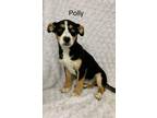 Adopt POLLY a Jack Russell Terrier