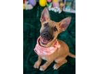 Adopt Raven a German Shepherd Dog