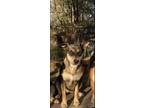 Adopt Juvia a Terrier, Australian Cattle Dog / Blue Heeler