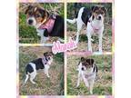 Adopt Alanah a Chiweenie, Jack Russell Terrier