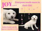 Adopt Joy a Labrador Retriever