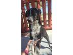 Adopt MIRIAM a Australian Cattle Dog / Blue Heeler