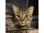 Adopt Annie a Domestic Short Hair