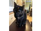 Adopt Goldie a Tortoiseshell, Domestic Short Hair