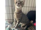 Adopt Cleocatra a Domestic Short Hair