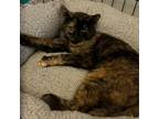 Adopt Ember a Domestic Short Hair