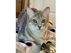 Adopt Princess a Domestic Short Hair