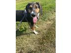 Adopt Truly a Black and Tan Coonhound