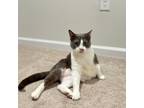 Adopt Wednesday a Domestic Short Hair