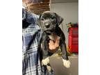 Adopt Buttercup a Affenpinscher, Labrador Retriever