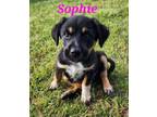 Adopt Sophie a Australian Shepherd, Poodle