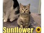 Adopt Sunflower a American Shorthair