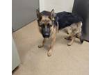 Adopt Addie a German Shepherd Dog