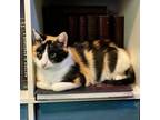 Adopt Khloe a Domestic Short Hair