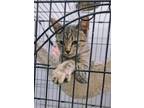 Adopt Ariel a Tabby