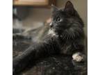 Adopt Gwendolyn a Domestic Long Hair