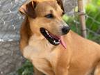 Adopt Anna Banana a Labrador Retriever, Black Mouth Cur