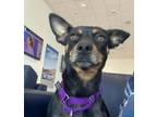 Adopt Mia a Miniature Pinscher, Rat Terrier