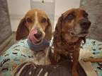 Adopt Tinkerbell (StinkerSmell) a Beagle