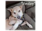 Adopt Smiley a Australian Cattle Dog / Blue Heeler, Carolina Dog