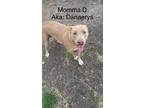 Adopt Momma D a Weimaraner, Pit Bull Terrier