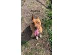 Adopt Thelma a American Staffordshire Terrier, Labrador Retriever