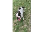 Adopt Atari a Pit Bull Terrier