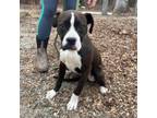 Adopt Layla a Boxer, Pit Bull Terrier