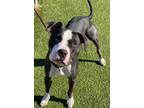 Adopt Magic a Pit Bull Terrier, Mixed Breed