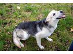 Adopt Maggie a German Shepherd Dog, Husky