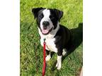 Adopt Oreo a Rottweiler, Black Labrador Retriever