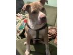Adopt Sosa a American Staffordshire Terrier, Pit Bull Terrier
