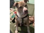 Adopt Sosa (Courtesy Post) a American Staffordshire Terrier, Pit Bull Terrier