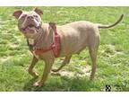 Adopt TORRETTO a Pit Bull Terrier