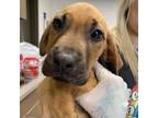 Adopt BMO_1 a Black Mouth Cur