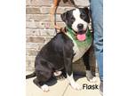 Adopt Flask a Pit Bull Terrier