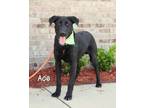 Adopt Ace a Labrador Retriever