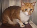 Adopt Thomas a Domestic Short Hair