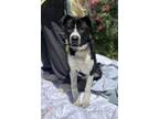 Adopt Tonka a Border Collie, Mixed Breed